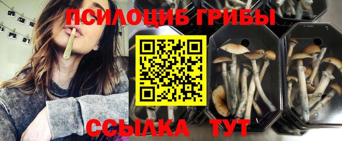 Галлюциногенные грибы Psilocybine cubensis Лобня